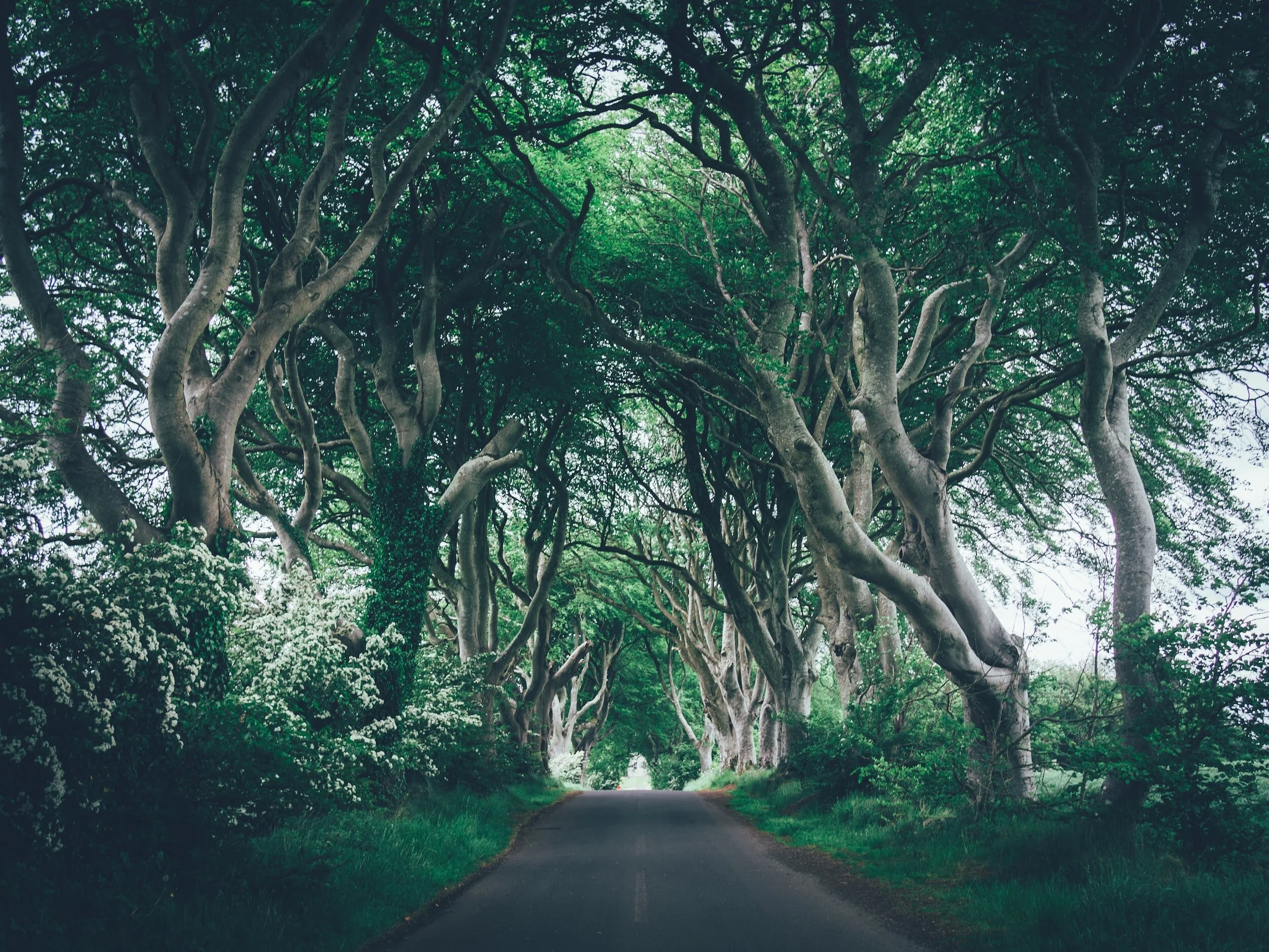 dark hedges
