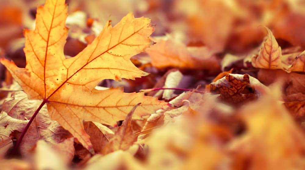 Thanksgiving Travel Tips You'll Be Thankful for