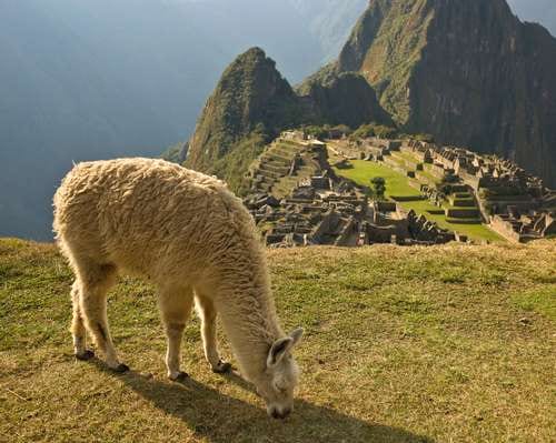 Llama